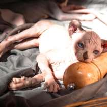 Elf Female ❤️малышка эльф сфинкс sphynx, в Москве