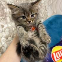 Котенок в добрые руки, в Черткове
