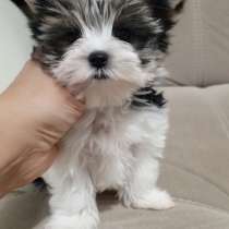 Осенние Бивер детки 2025 года, в г.Стамбул