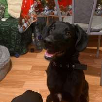 Продам щенка 5 месяцев с паспортом, в Курске