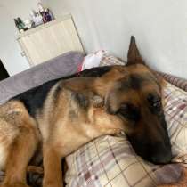 Отдам в добрые руки, в Ухте