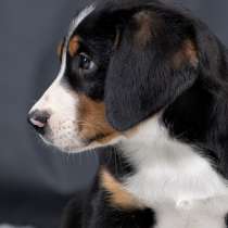 Щенки большого швейцарского зенненхунда, в Москве