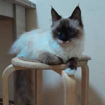 Сиамский котенок, в Ярославле