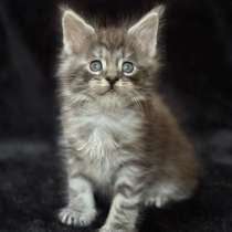 Котята мейн Кун, в Москве