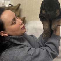 Щенки немецкой овчарки, в Хабаровске