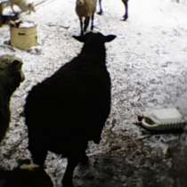 продаются овцы, в Тюмени