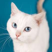Белый синеглазый кот Топаз в добрые руки, в Москве