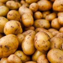 Картофель оптом, в Москве