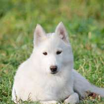 Породная девочка сибирский хаски с редким окрасом РКФ, в Москве