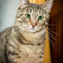 Отдам даром Ищем самого доброго хозяина Мурке, в Санкт-Петербурге