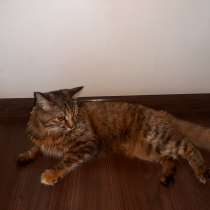 Смесь барханной азиатской кошки и домашнего кота, в г.Ташкент