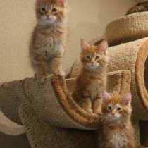 Котята Мейн-кун продажа, в Санкт-Петербурге