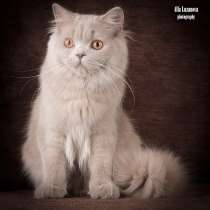 Продается! Британский длинношерстный котик, в Санкт-Петербурге