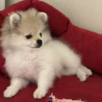 Шпиц- девочка- пати, в Москве