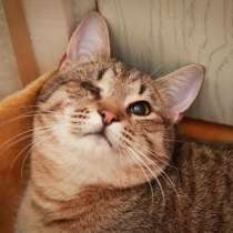 Кот по имени Петрович очень ждет вас, в Москве