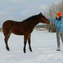 Лошадь (кобылка) отъем, в Красноярске