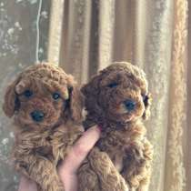 Шенки той пуделя, в Москве