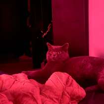 Кот британец, в Краснодаре