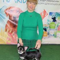 Чихуахуа мальчик для шоу и разведения, в Санкт-Петербурге