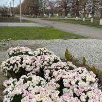 Цветы, в Москве