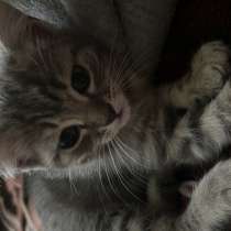 Отдам котенка в добрые руки, в Кемерове