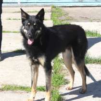 Красавчик Лимончик ищет дом и любимую семью, в Москве