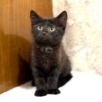 Котенок в добрый руки. Забавный Проша, 2,5 мес, в Москве
