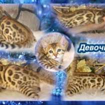 Бенгальские котята в Екатеринбурге, в Екатеринбурге