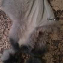 Шапка, в Санкт-Петербурге