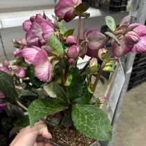 Морозники в ассортименте, в Краснодаре