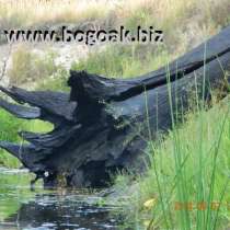 Уникальные стволы натурального морёного дуба, в Москве