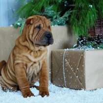 Щенки шар пея, в Краснодаре