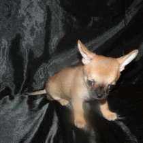 Чишки-малыши и малышки, в Санкт-Петербурге