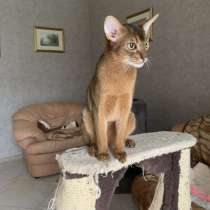 Абиссинский котик 11 месяцев, в Санкт-Петербурге