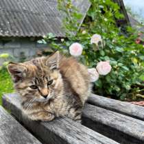 Котята ищут новый дом!, в Калининграде