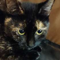 Отдам кошечку в добрые руки, в Санкт-Петербурге