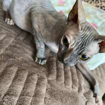 Кошечка, в Тольятти