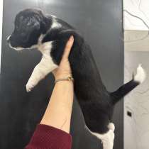 Щенки в добрые руки, в Москве