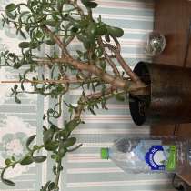 Денежное дерево, в Москве