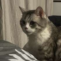 Вязка шотландец, в Иркутске