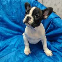 French Bulldog. Black and white female, в г.Бранденбург