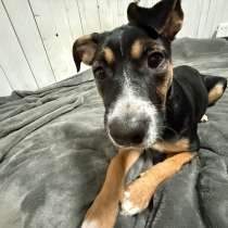 Щенок метис, в Селятино