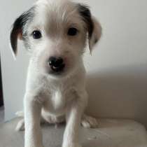 Щенки Джек рассел терьер, в Орехово-Зуево