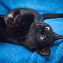 Две пантеры ищут дом. Котики в дар, в Москве