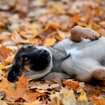 Идеальный щенок в дар, в Санкт-Петербурге