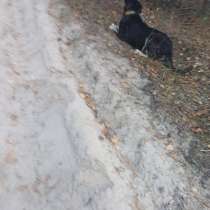 Пропала собака, в Нижнем Новгороде