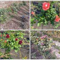 Саженцы Штамбовых роз, в Ульяновске