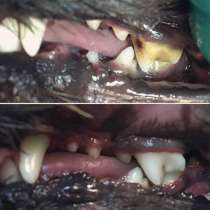 Ультразвуковая чистка зубов собакам без наркоза. Кузьминки, в Москве