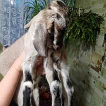 Продам козлят от нубийского козла, недорого, в г.Луганск