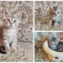 Очаровательные котята-малыши Тиша, Ника и Мика в добрые руки, в Москве
